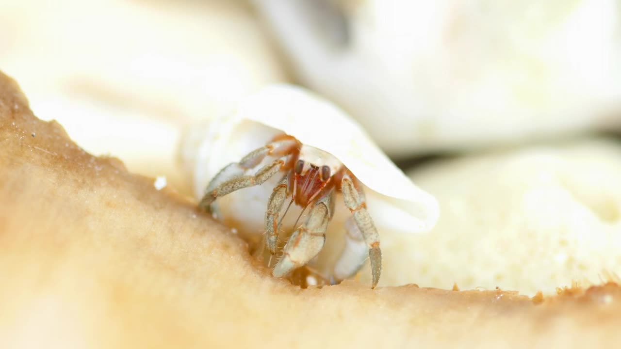 Free Video Stock tiny crab eating Live Wallpaper - Free Download