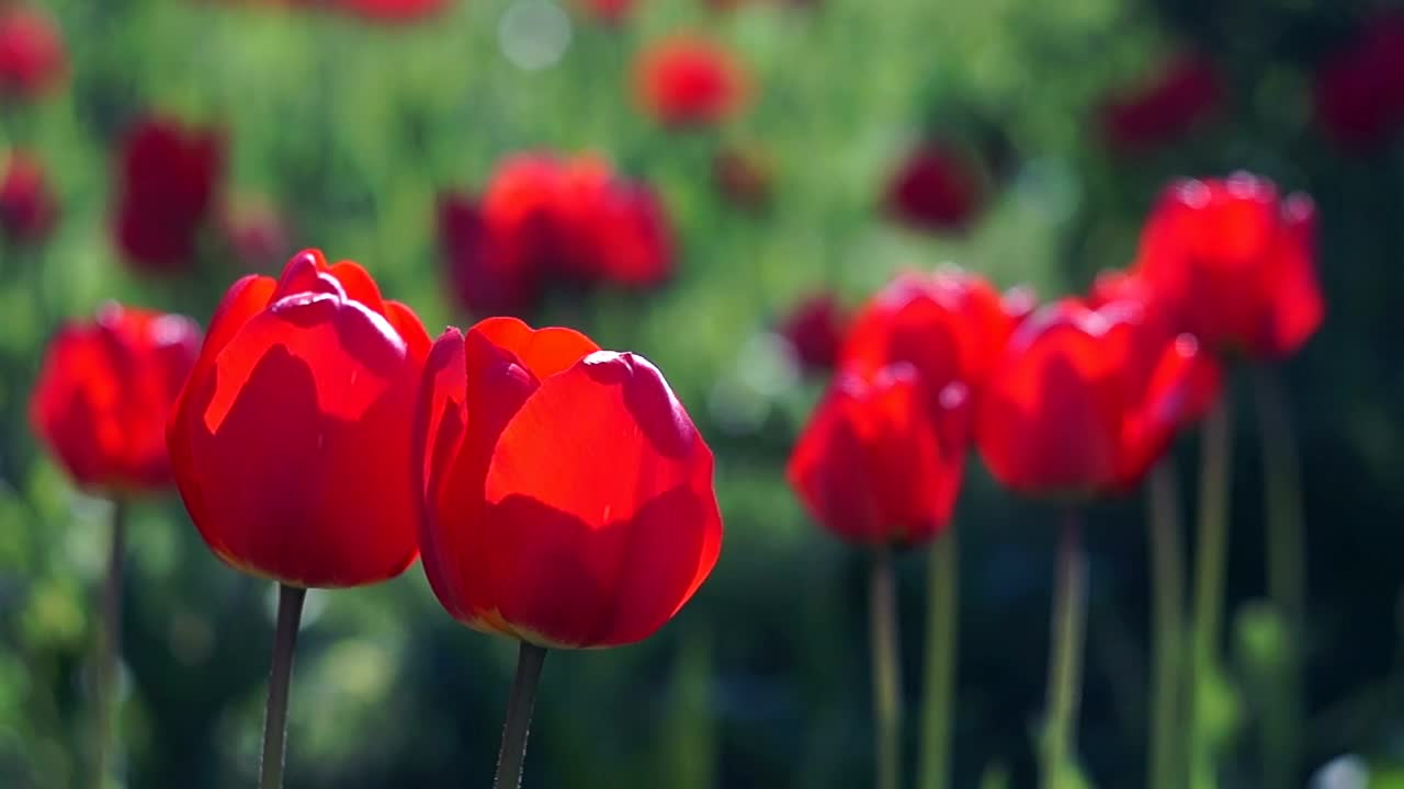 Free Stock Video Red Tulips Close Up Live Wallpaper - Free Download
