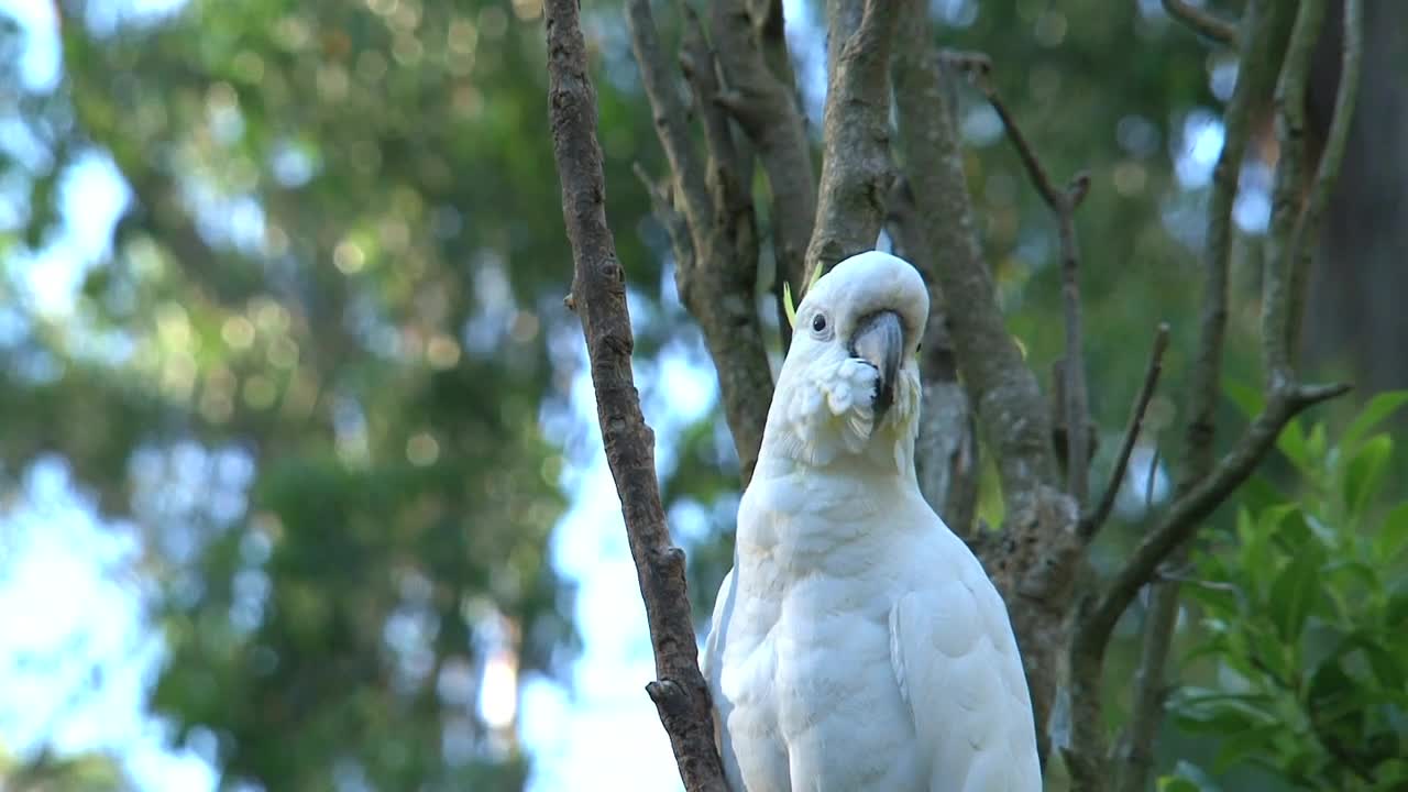Stock Footage White Cockatoo Standing On A Tree Live Wallpaper - Free Download