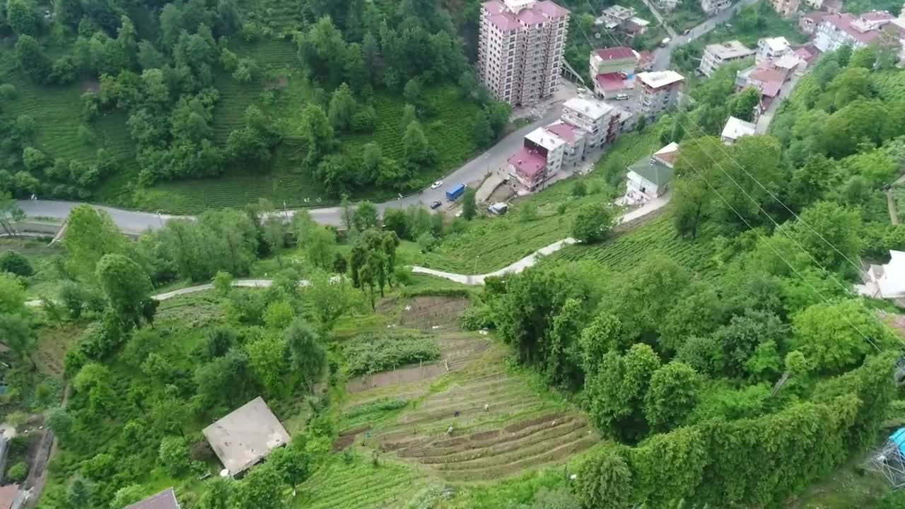 Free Video Stock tea terrace at the edge of a village Live Wallpaper - Free Download