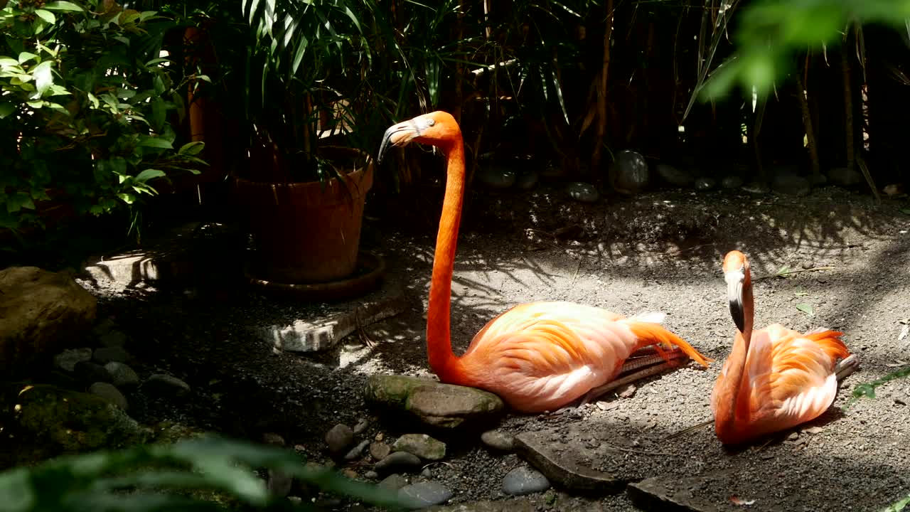 Stock Video Flamingo Resting In The Shade Live Wallpaper For PC - Free Download
