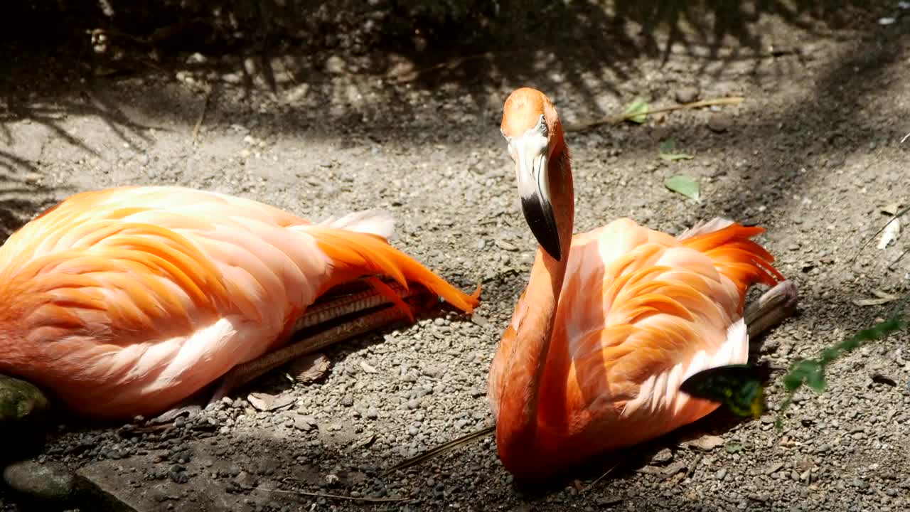 Stock Video Flamingo Birds Resting On The Ground Live Wallpaper For PC - Free Download