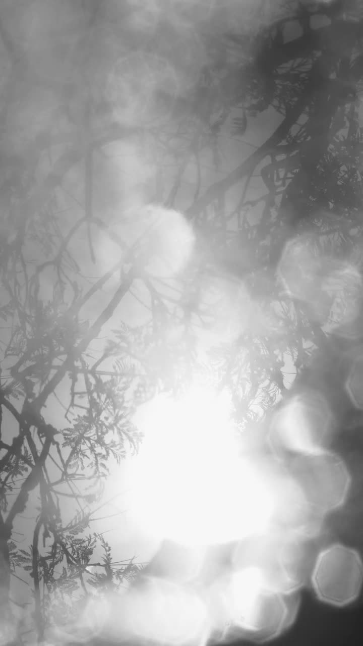 Stock Video Big Tree Seen Through Defocused Drops Live Wallpaper For PC - Free Download