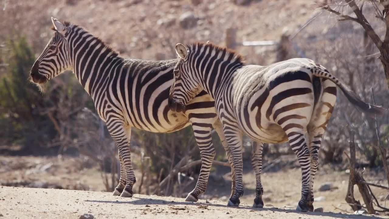 Free Stock Video Zebras Standing In The Desert Sun Live Wallpaper - Free Download