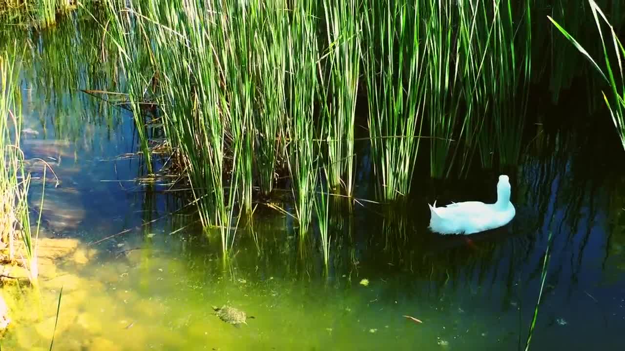Stock Footage White Swan And Turtles In A Lake Live Wallpaper - Free Download