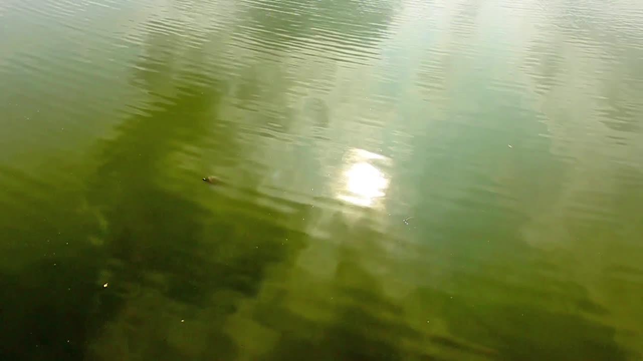 Stock Video Green Lake Water Reflecting The Sun Live Wallpaper For PC - Free Download