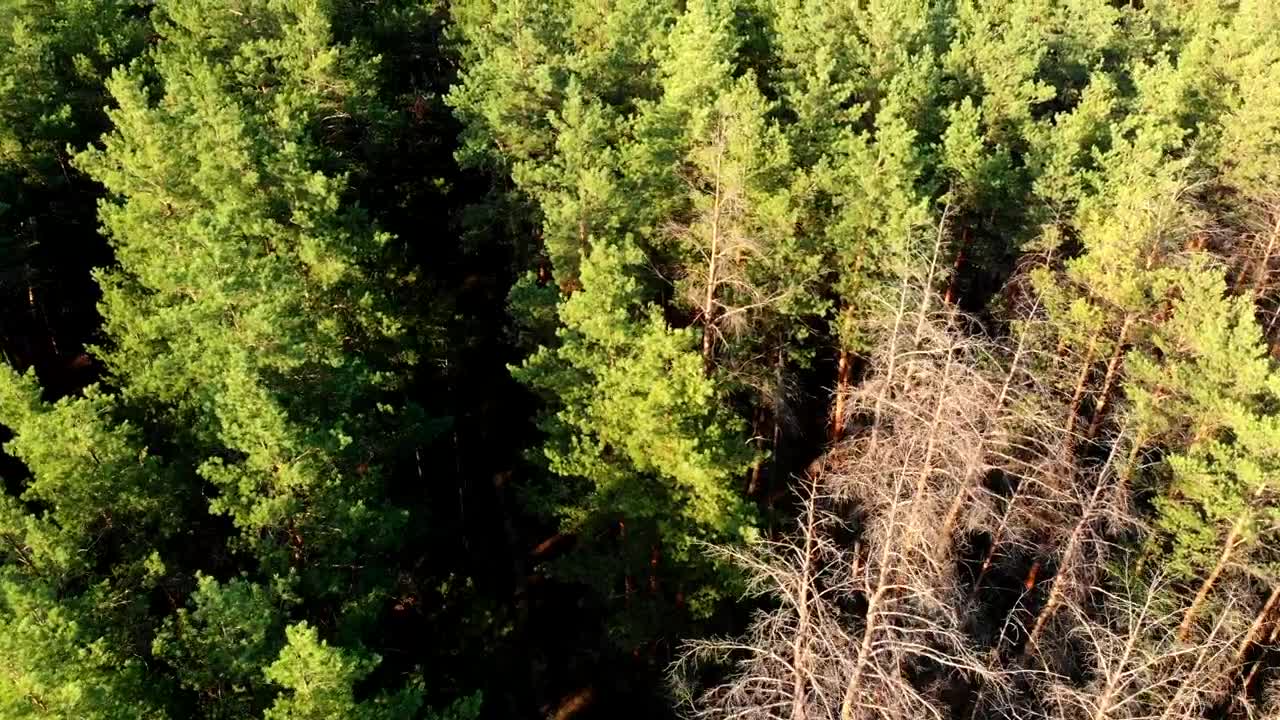 Stock Video Flying Over A Green Pine Forest In The Morning Live Wallpaper For PC - Free Download