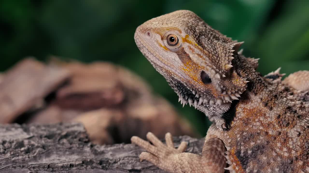 Stock Video Lizard Breathing Slowly Over A Trunk At Nature Animated Wallpaper - Free Download