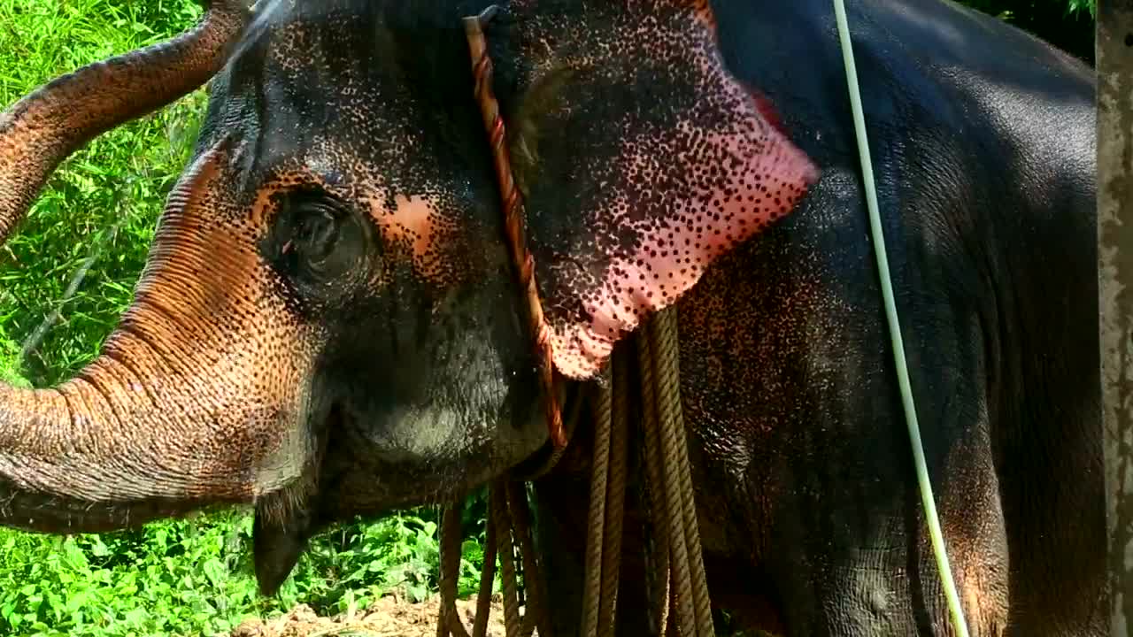 Stock Video Elephant Taking A Shower Live Wallpaper For PC - Free Download