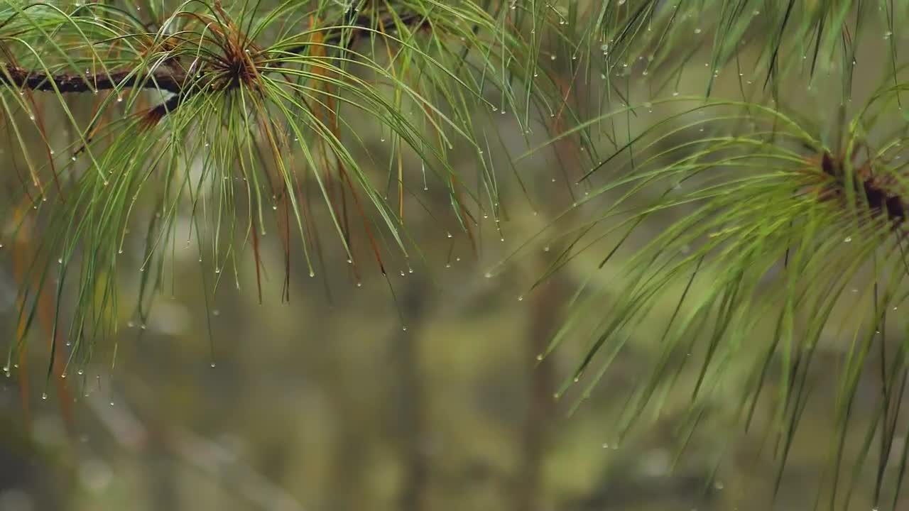Video Stock Raindrops On Green Leaves Live Wallpaper Free - Free Download