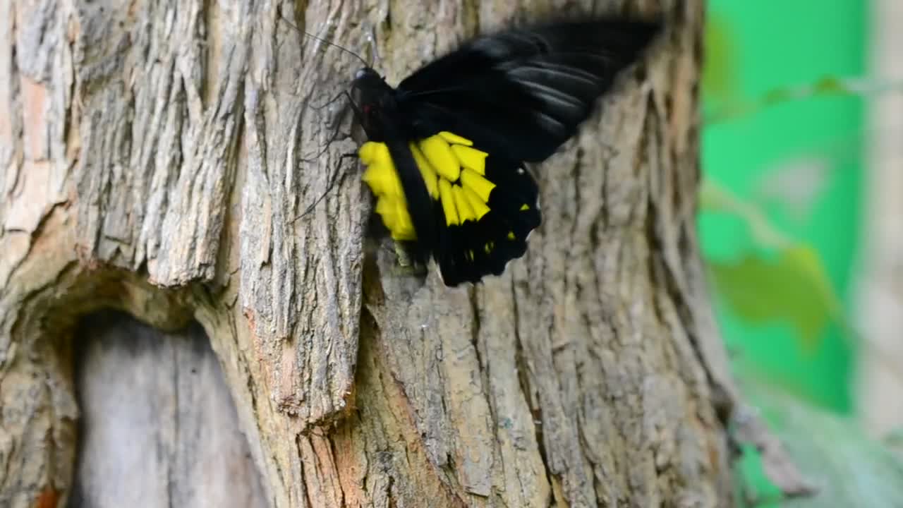 Stock Video Black And Yellow Butterfly Live Wallpaper For PC - Free Download