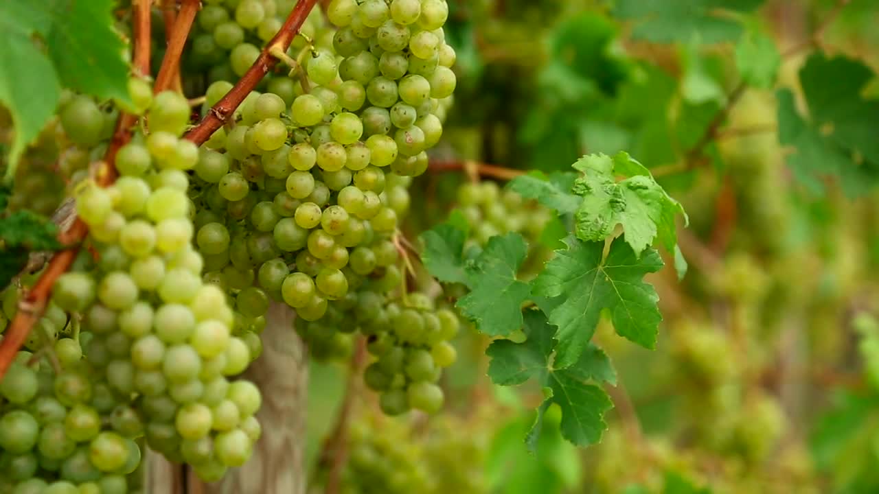 Stock Video Green Grapes Scene Live Wallpaper For PC - Free Download