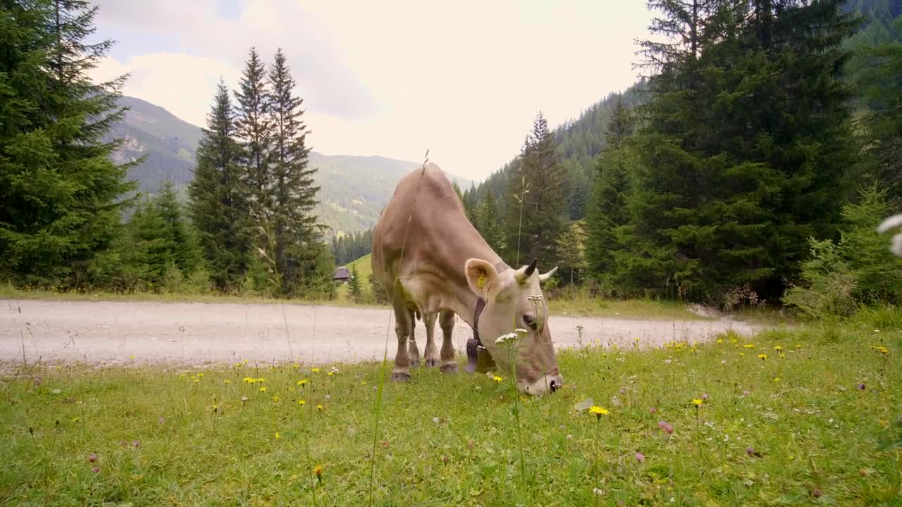 Stock Video Cow Grazing In The Countryside Live Wallpaper For PC - Free Download