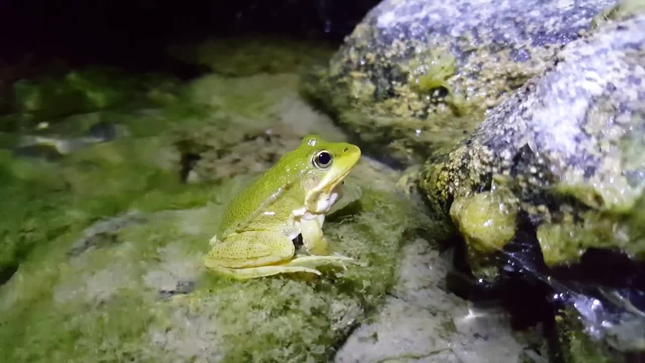 Stock Video Frog Standing In The Water Live Wallpaper For PC - Free Download