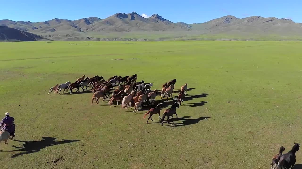 Stock Video Man On Horseback Trying To Catch Free Wild Horses O Animated Wallpaper - Free Download