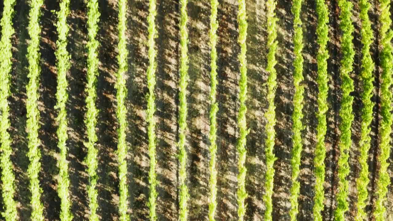 Free Stock Video Rows Of Crops In A Vineyard Live Wallpaper - Free Download