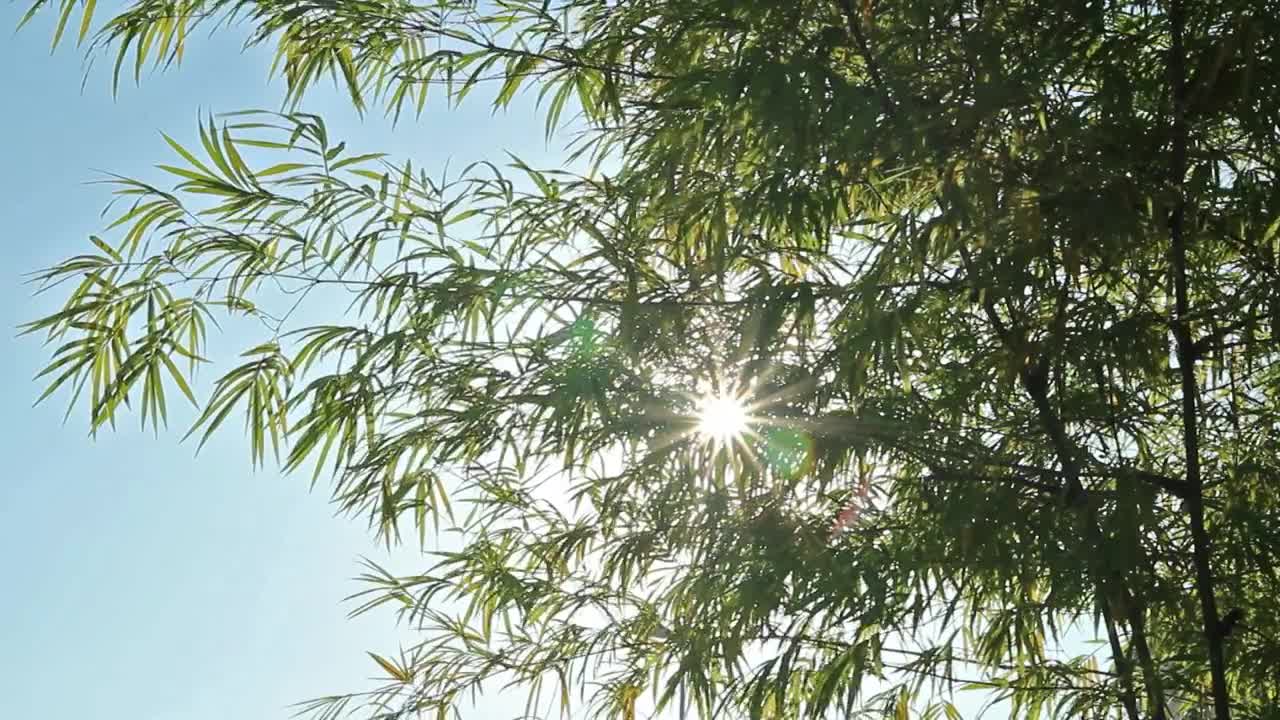 Free Video Stock Sun Shining Through A Tropical Tree Live Wallpaper - Free Download