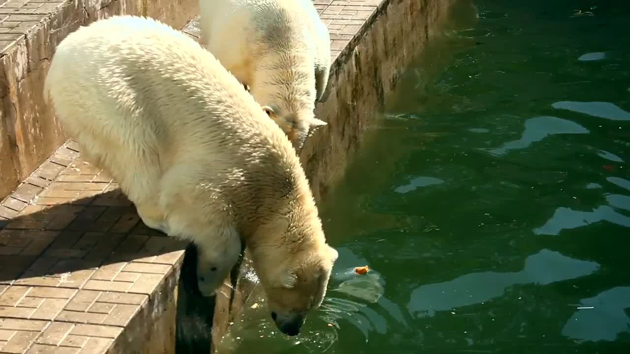 Video Stock Polar Bears Eating In The Zoo Live Wallpaper Free - Free Download