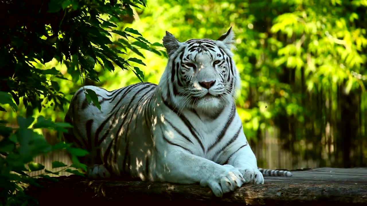 Stock Footage White Tiger Resting In The Woods Live Wallpaper - Free Download