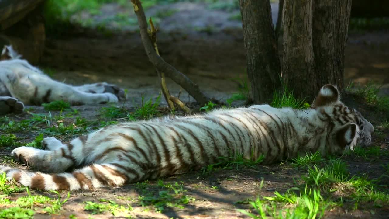 Stock Footage White Tiger Cubs Resting In The Woods Live Wallpaper - Free Download