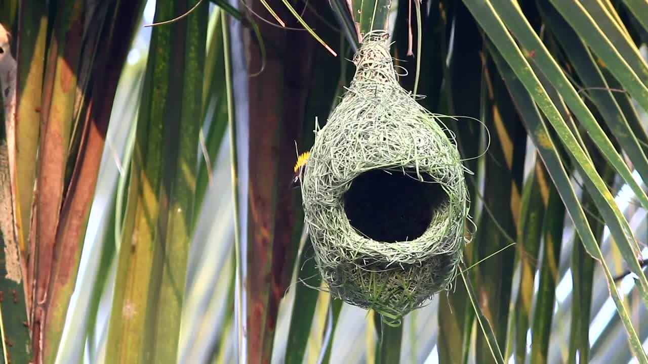 Stock Video Bird Outside A Hanging Nest Live Wallpaper For PC - Free Download