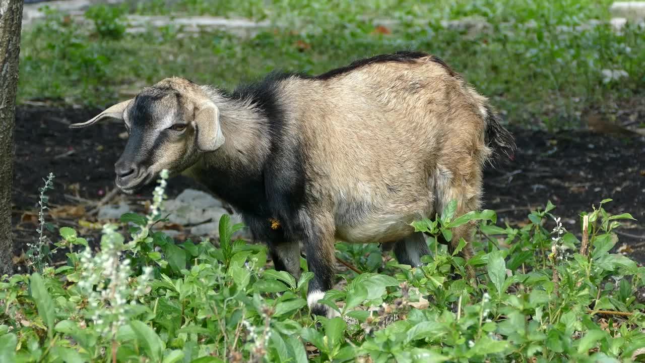 Stock Video Goat Standing In The Field Live Wallpaper For PC - Free Download