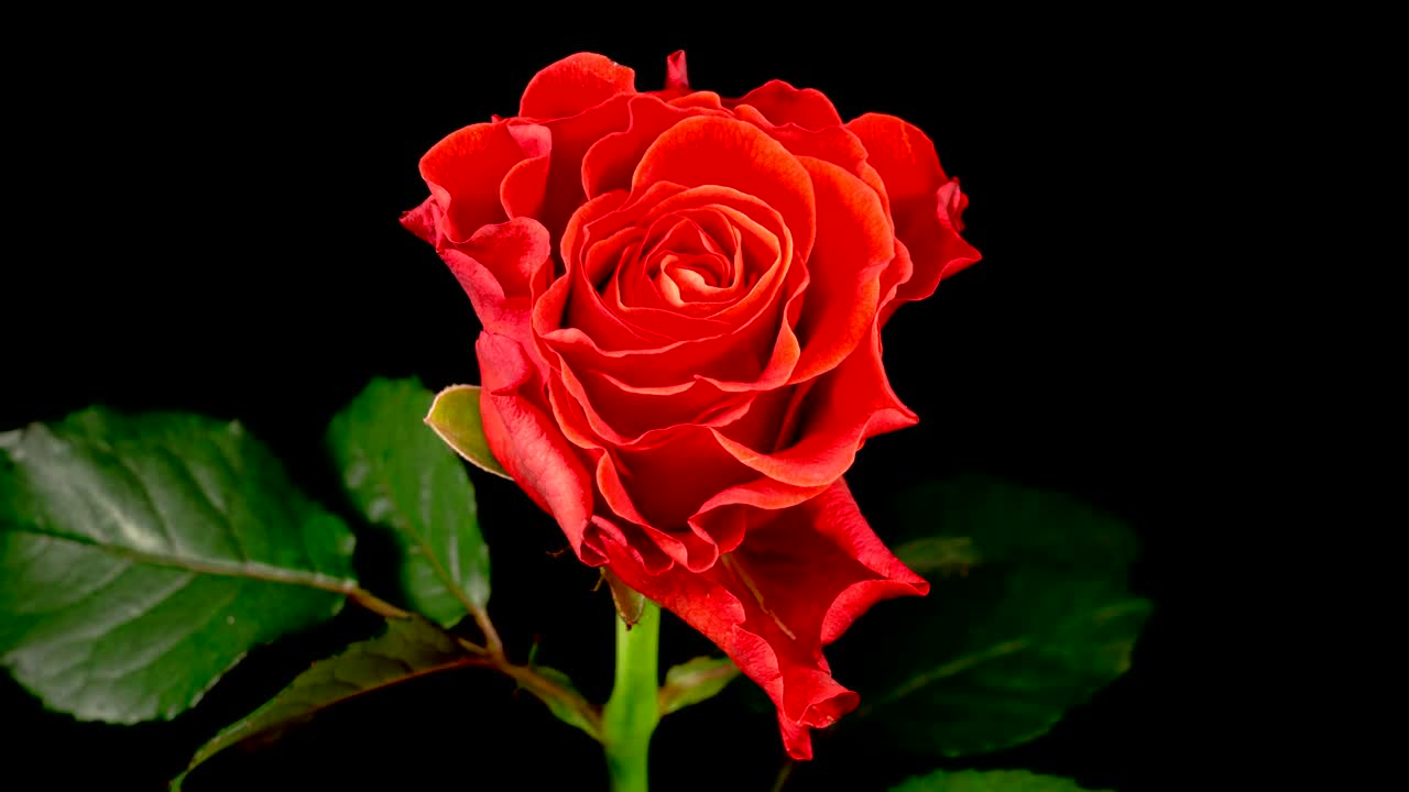 Free Stock Video Rose Flower On Black Background Live Wallpaper - Free Download