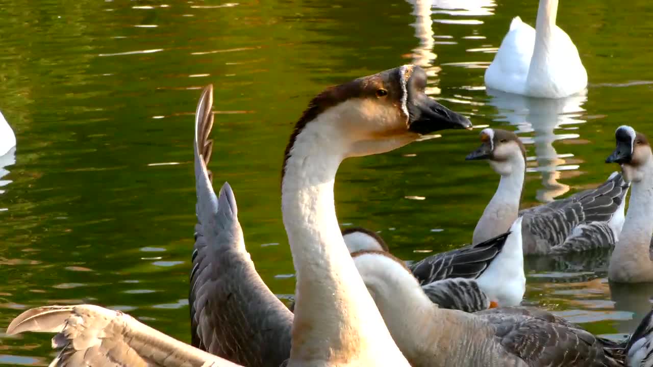 Stock Video Geese Swimming In A Lake During A Sunny Afternoon Live Wallpaper For PC - Free Download