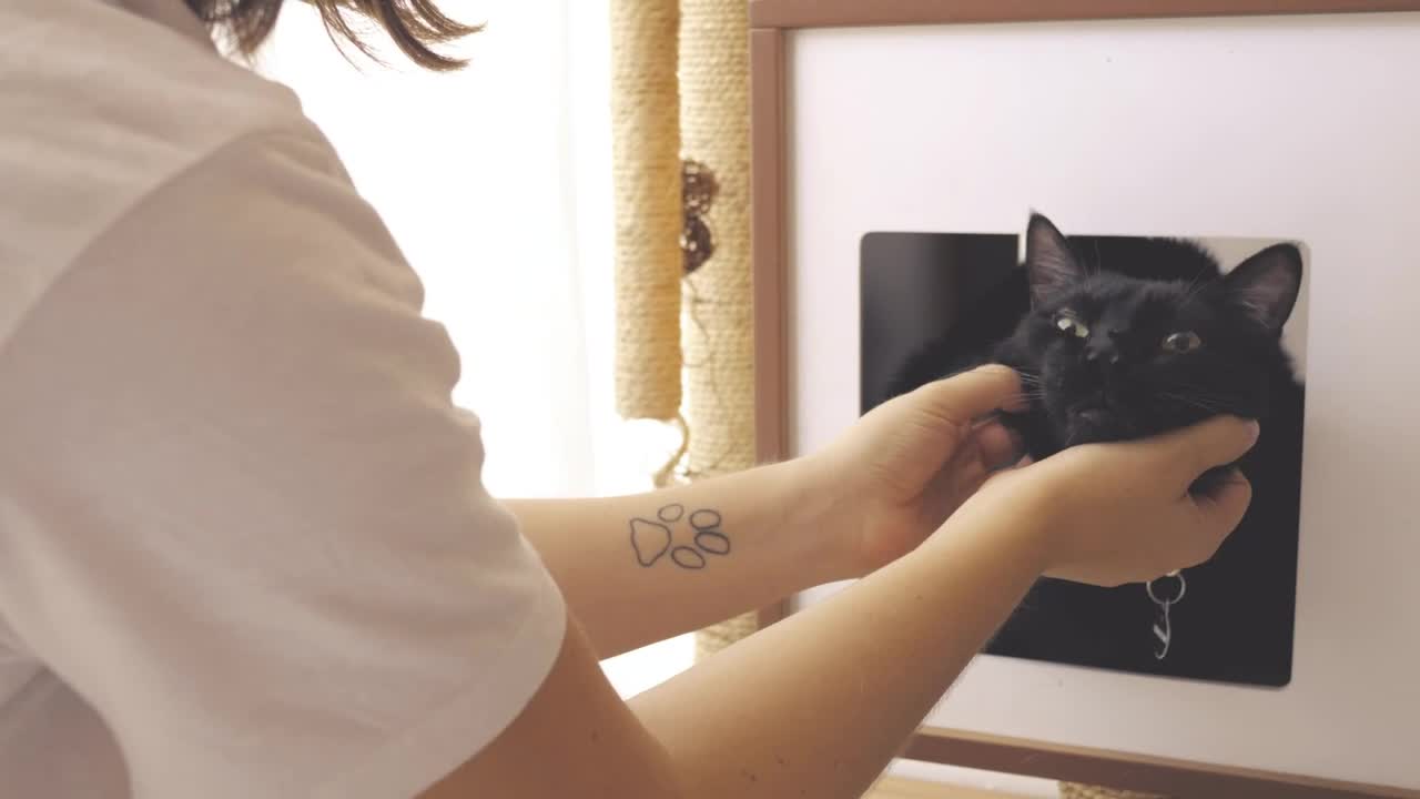 Stock Video Person Petting A Black Cat Live Wallpaper - Free Download