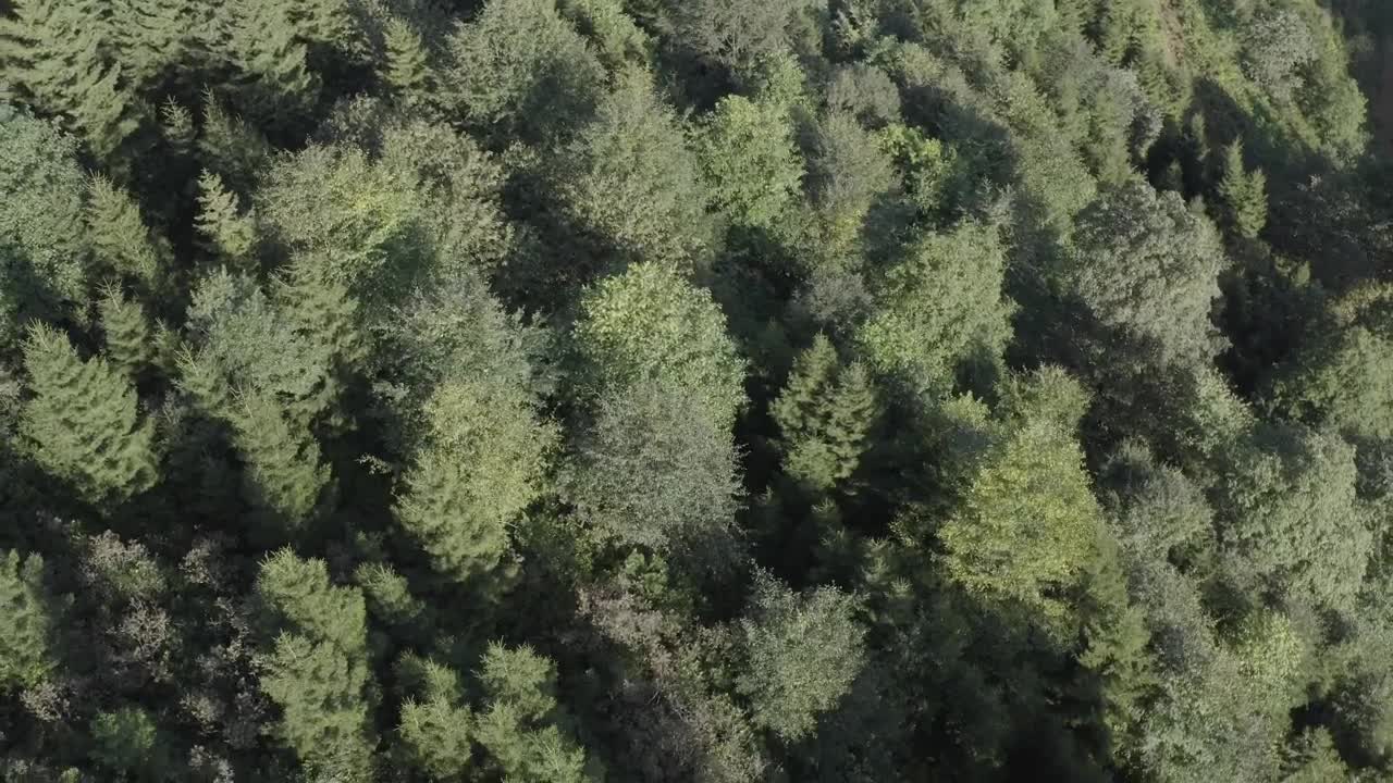 Stock Video Forest Scenery Live Wallpaper For PC - Free Download