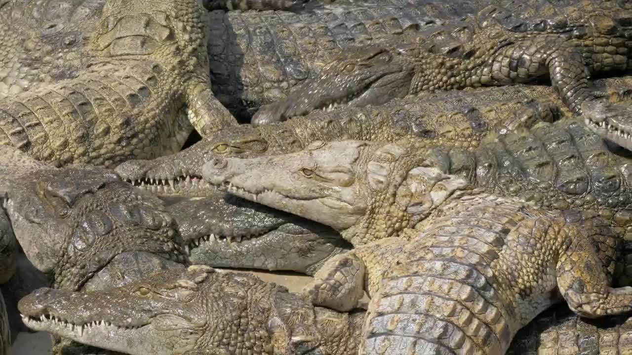 Stock Video Crocodiles Waiting For Food Live Wallpaper For PC - Free Download