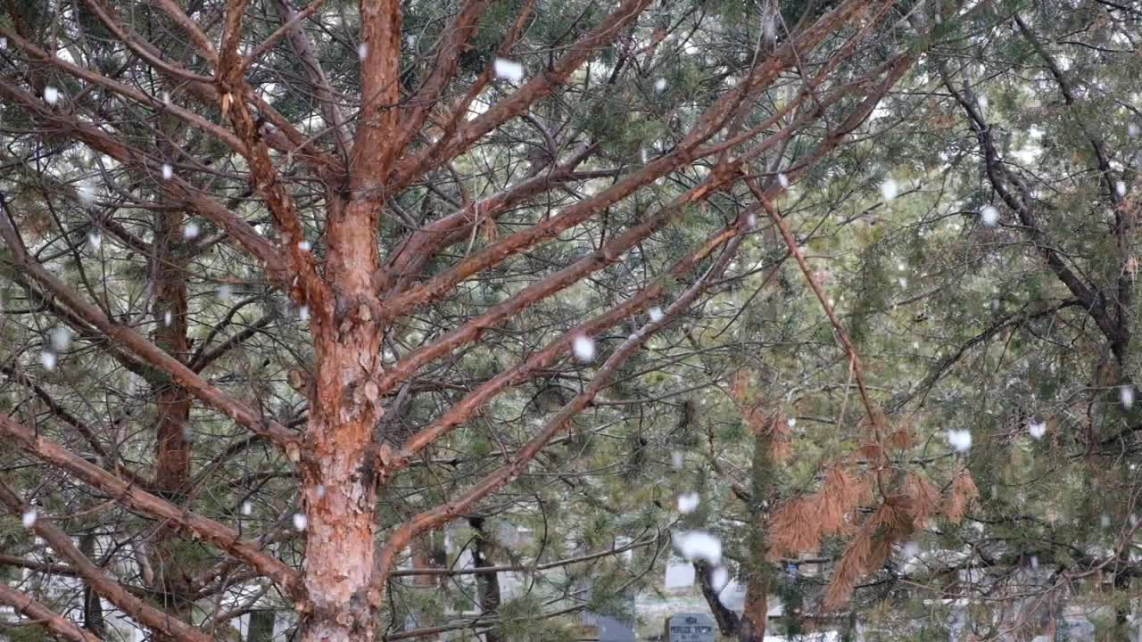 Free Video Stock Snowflakes In A Forest Live Wallpaper - Free Download