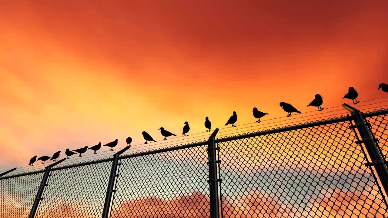 Stock Video Birds On A Wire Fence Live Wallpaper For PC - Free Download