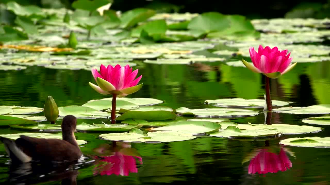 Stock Video Lotus Flowers And Ducks On A Calm Lake Animated Wallpaper - Free Download