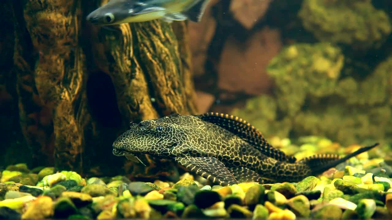 Stock Video Fish Underwater Live Wallpaper For PC - Free Download