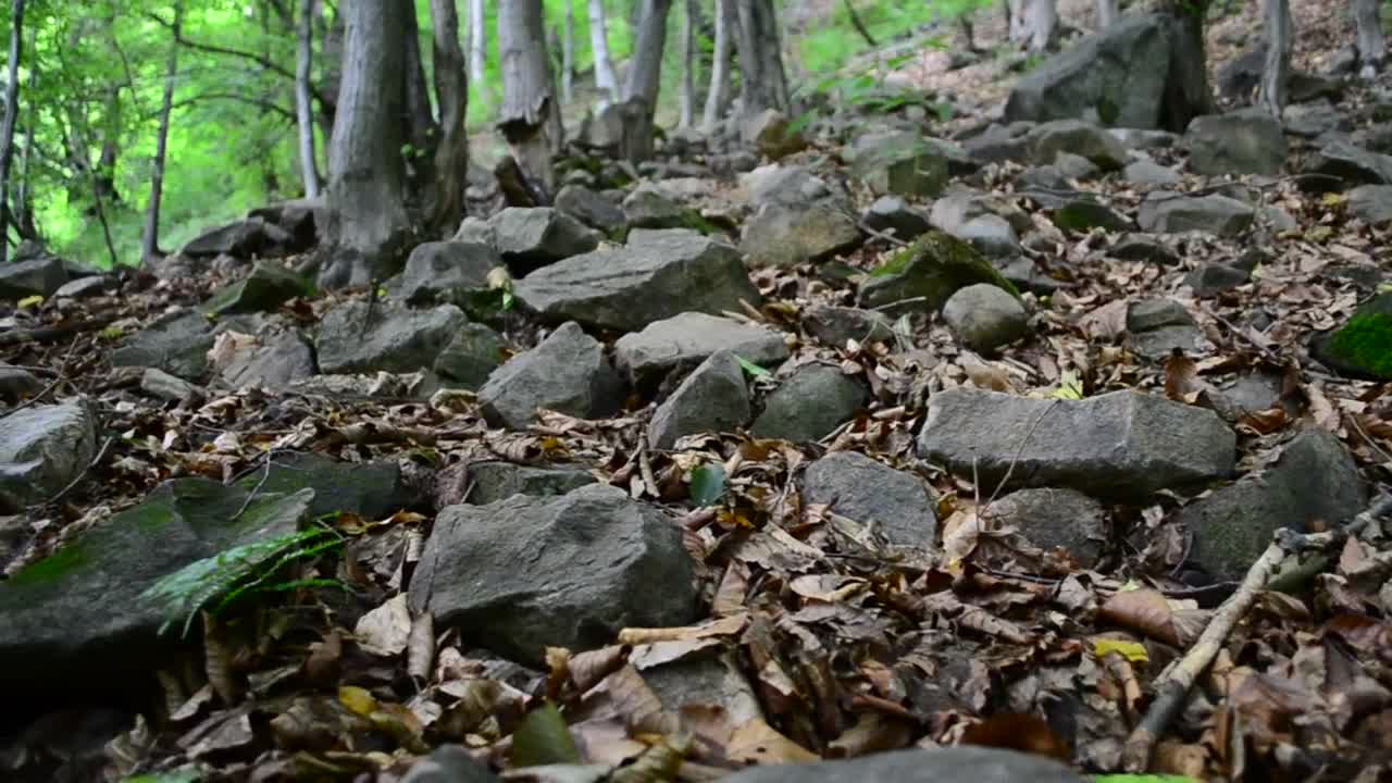 Stock Video Dead Leaves Across The Forest Floor Live Wallpaper For PC - Free Download
