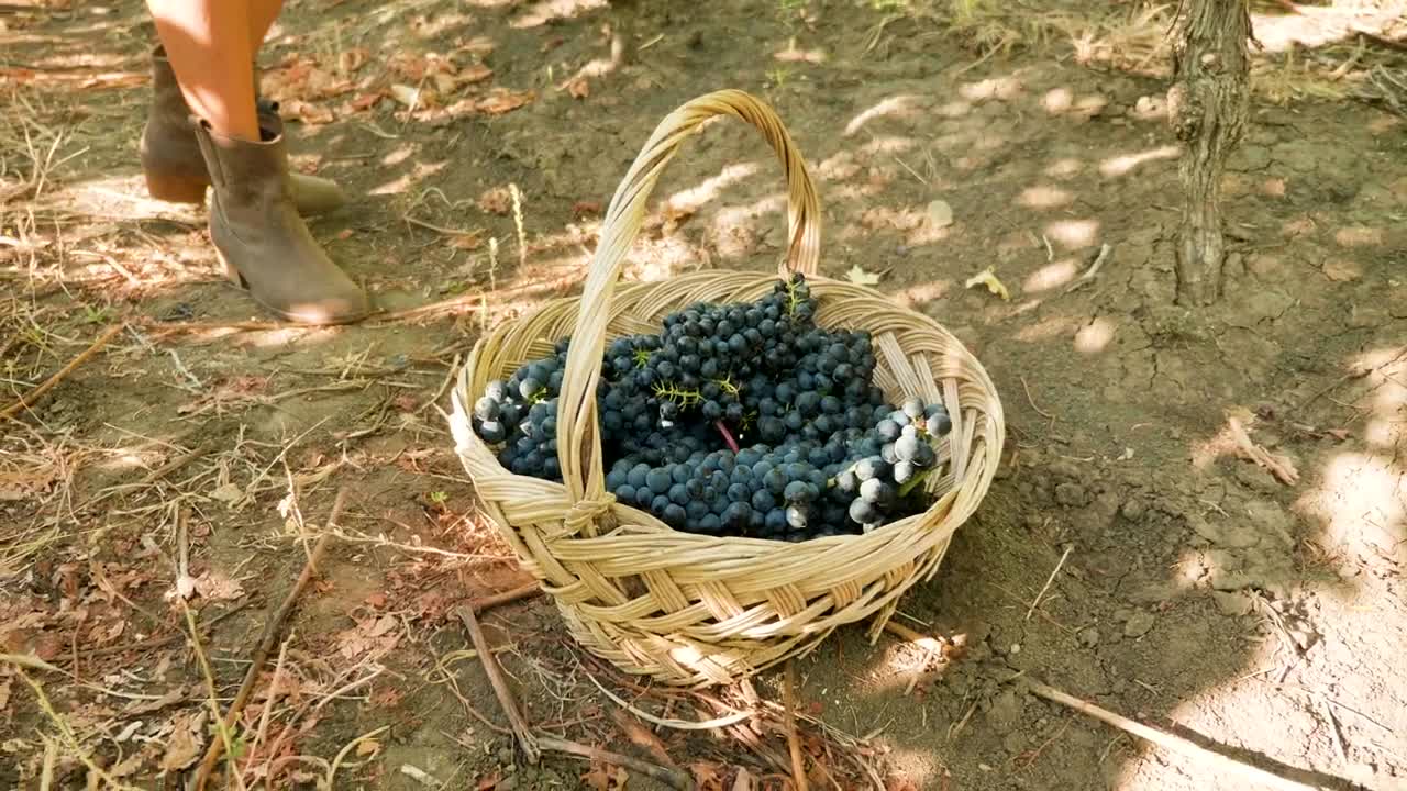 Stock Video Collecting Grapes For Making Wine Live Wallpaper For PC - Free Download