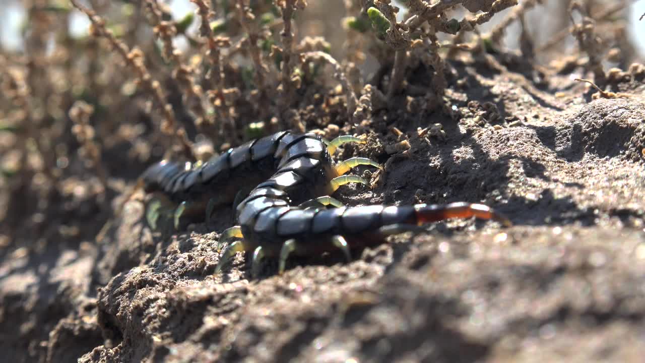 Video Stock Centipede On The Ground Live Wallpaper For PC - Free Download
