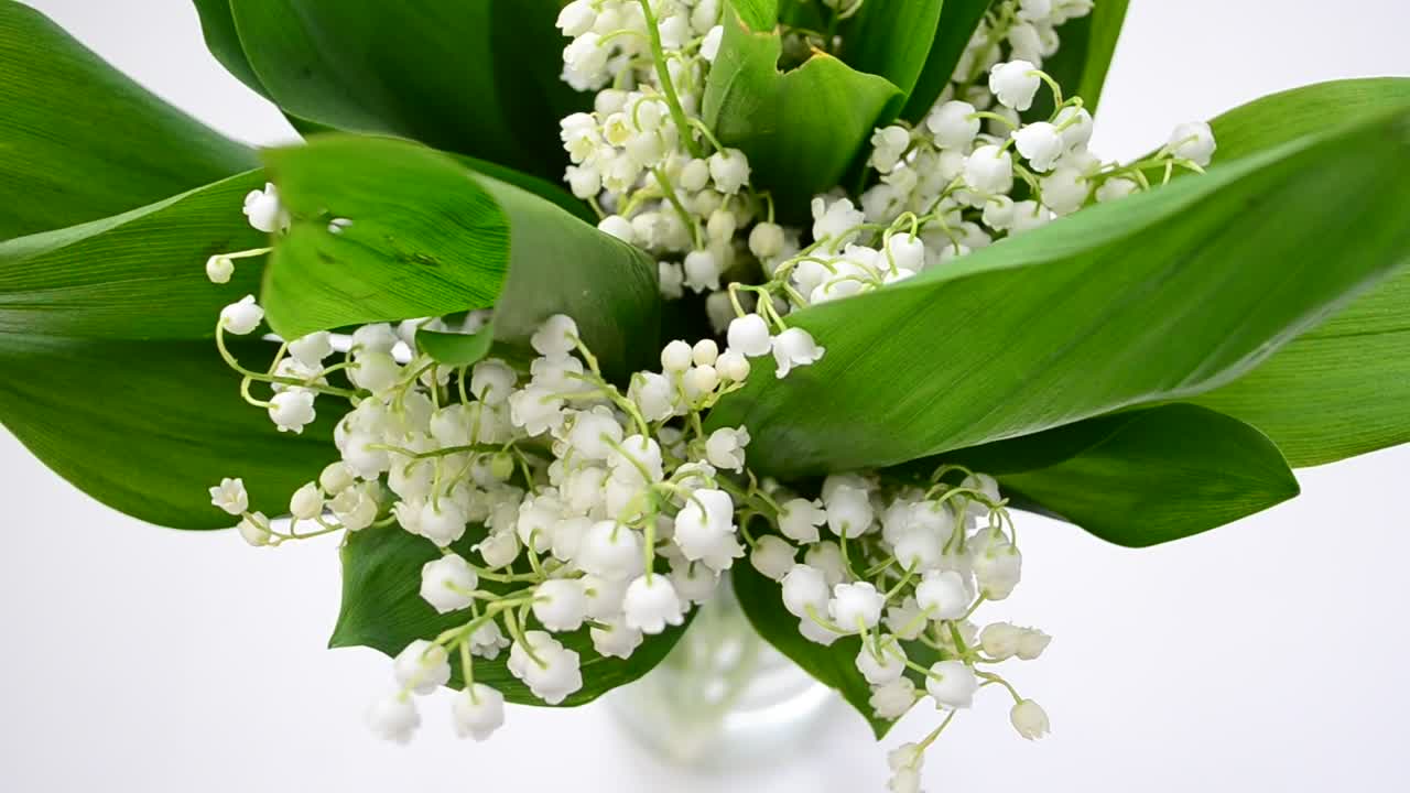 Stock Video Beautiful Lilies In A Glass Vase Live Wallpaper For PC - Free Download