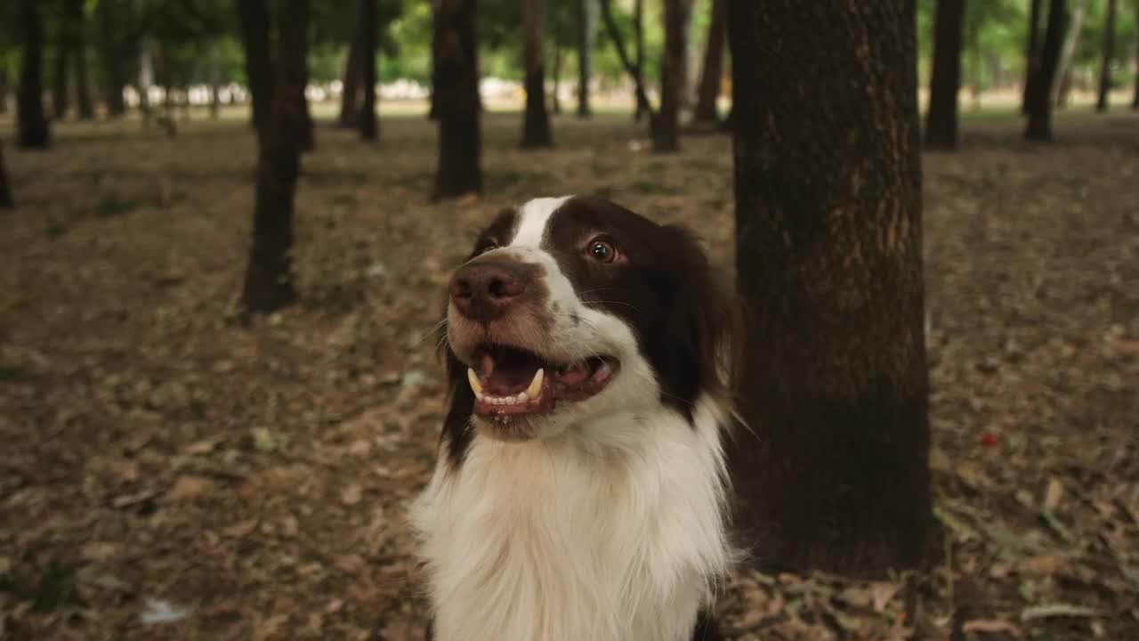 Free Video Stock Smiling Dog In A Forest Live Wallpaper - Free Download