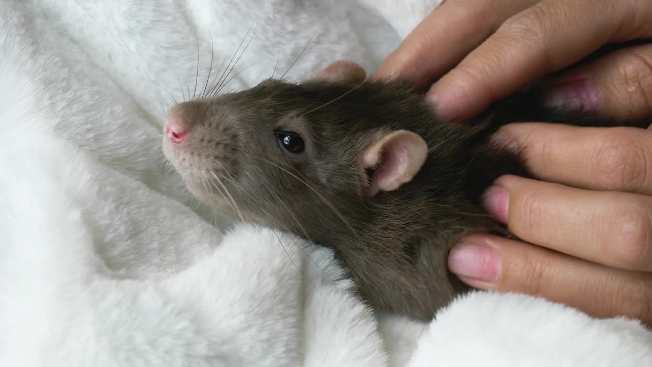 Stock Video Gray Rat Receiving A Massage Live Wallpaper For PC - Free Download