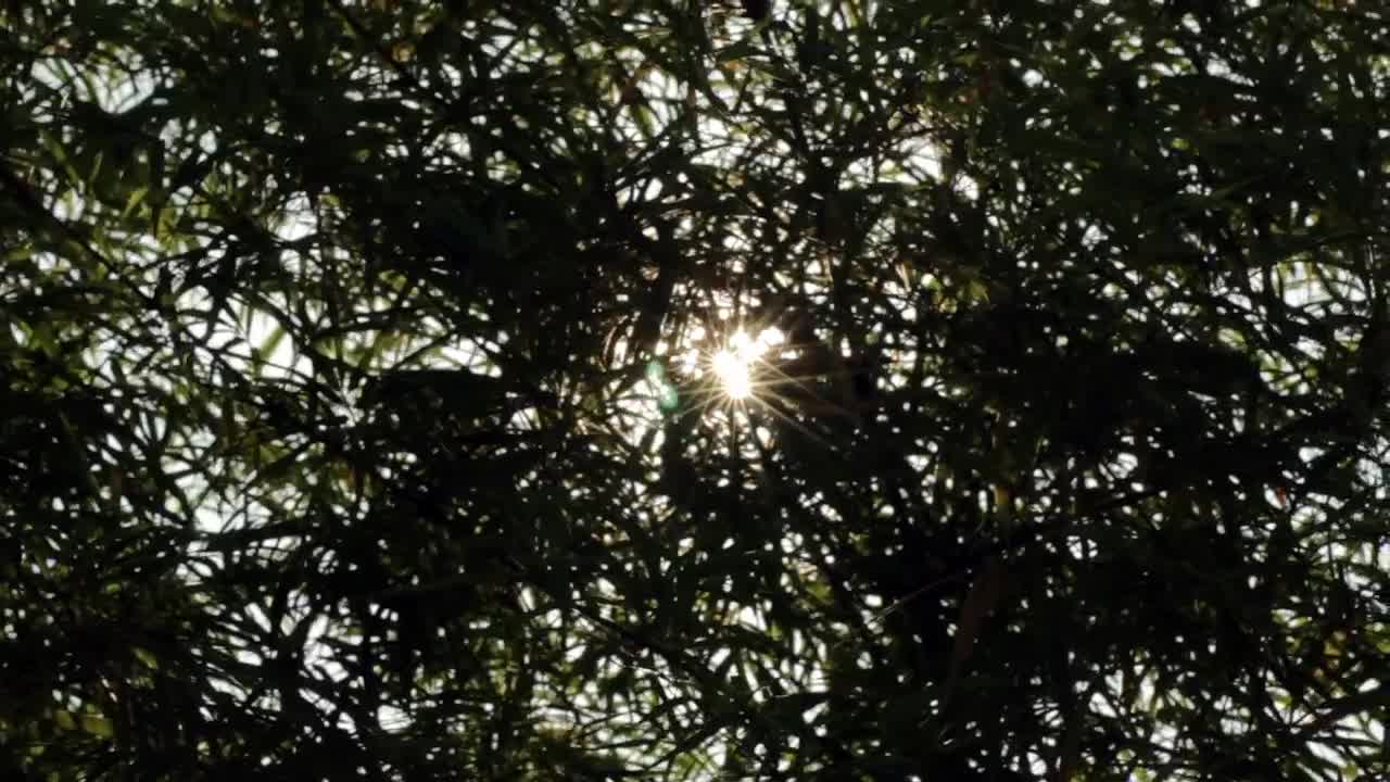 Stock Video Lens Flare Through The Trees Animated Wallpaper - Free Download