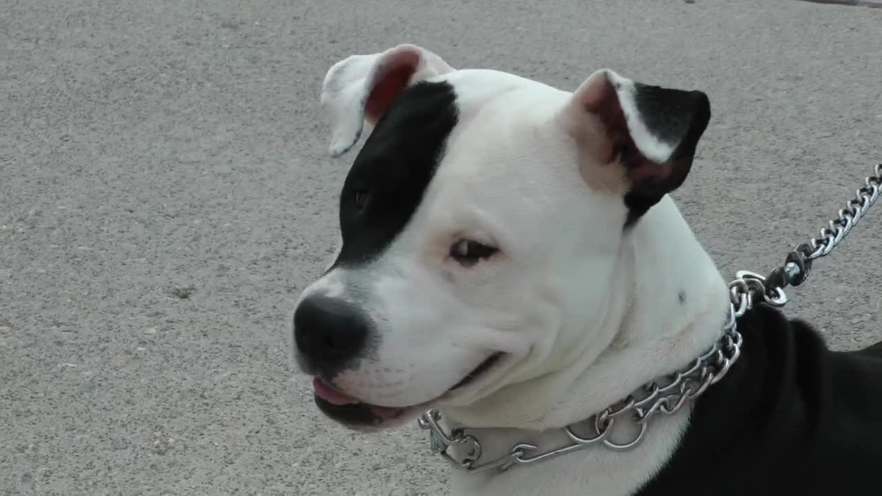 Stock Video Dog Tied To His Leash On The Street Live Wallpaper For PC - Free Download