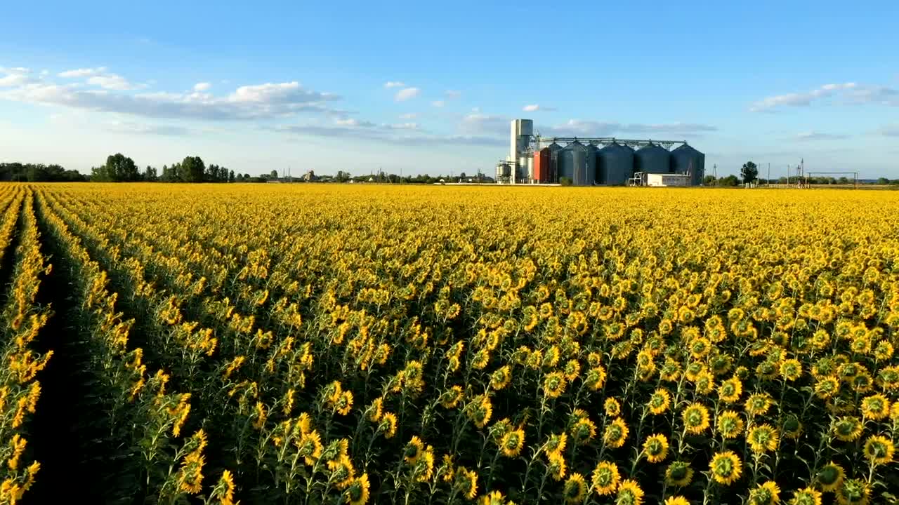 Free Video Stock Sunflower Field And Industrial Silos Live Wallpaper - Free Download