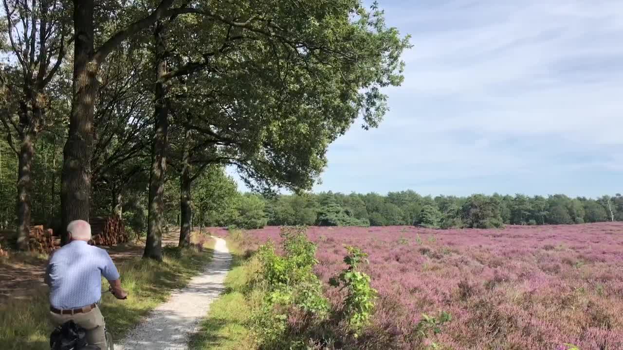 Stock Video Elderly Couple Cycling Through A Flower Field Live Wallpaper For PC - Free Download