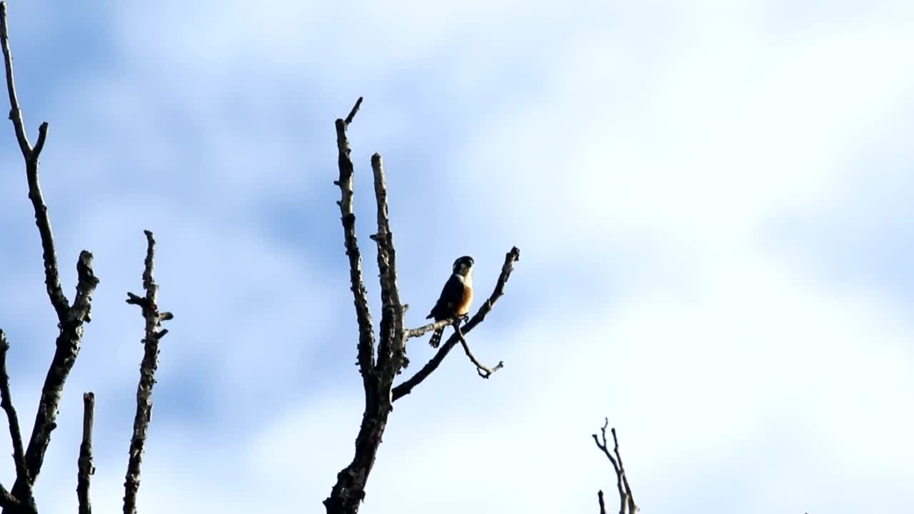 Stock Video Falconet Perched In A Tree Live Wallpaper For PC - Free Download