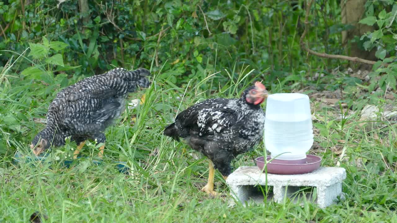 Stock Video Black And White Chickens At A Farm Live Wallpaper For PC - Free Download