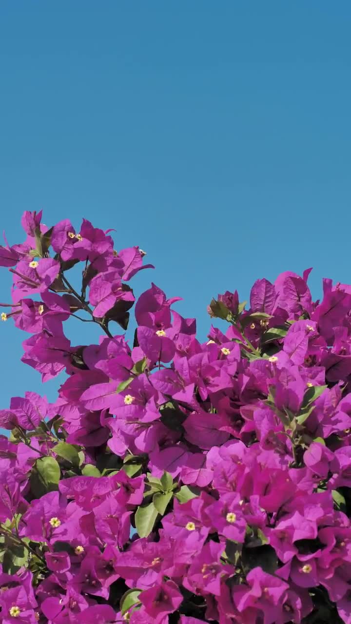 Video Stock Pink Flowers Wave In The Breeze Live Wallpaper Free - Free Download