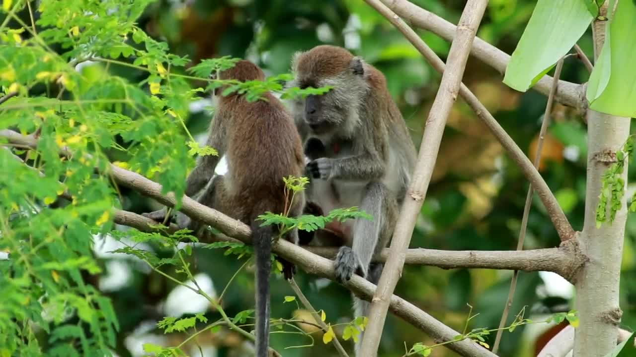 Stock Video Pair Of Monkeys In The Wild Live Wallpaper - Free Download