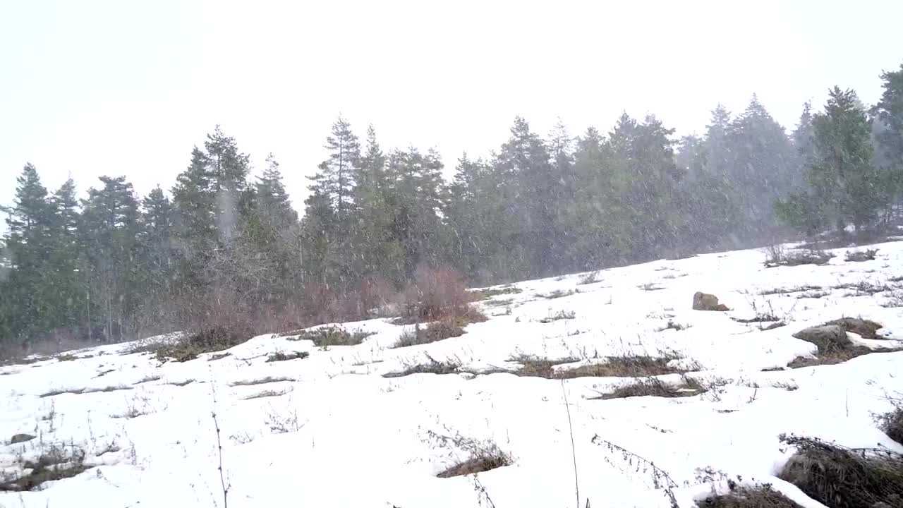 Stock Video Heavy Snow Falling In The Forest Animated Wallpaper - Free Download